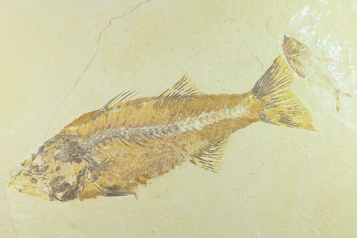 Fossil Fish (Mioplosus) - Uncommon Species #131133